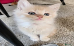 Ragdoll cats for sale: Beautiful Ragdoll Kittens  - Image 16