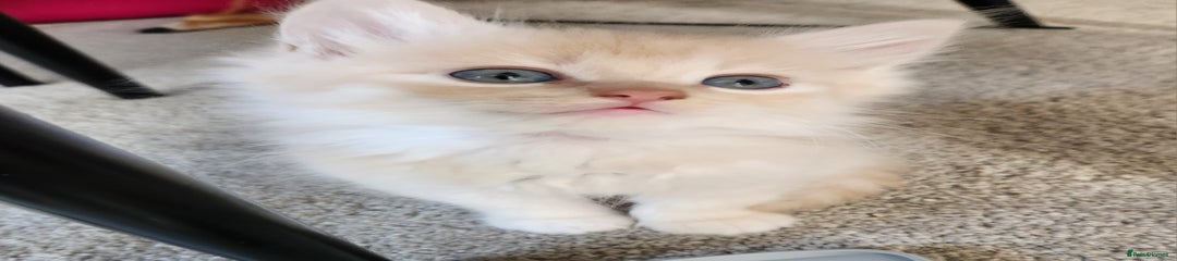 Ragdoll Kitten 2
