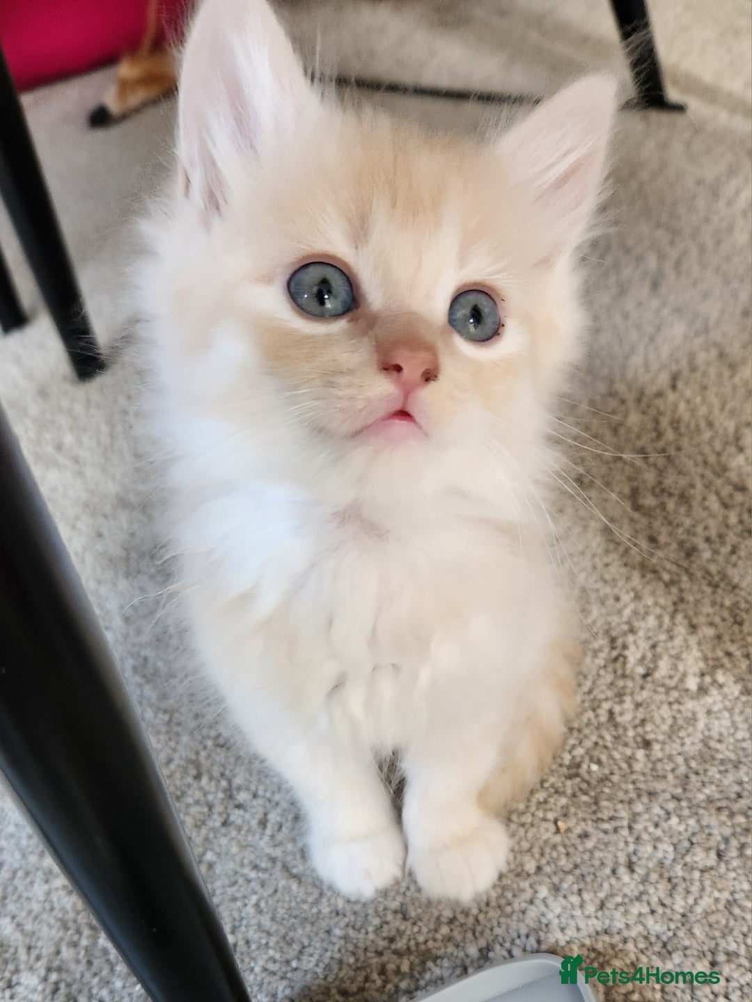 Ragdoll cats for sale: Beautiful Ragdoll Kittens  - Image 16