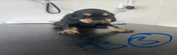 Cocker Spaniel dogs for sale: Ready now Exquisite Show Type cocker spaniel  - Advert 4