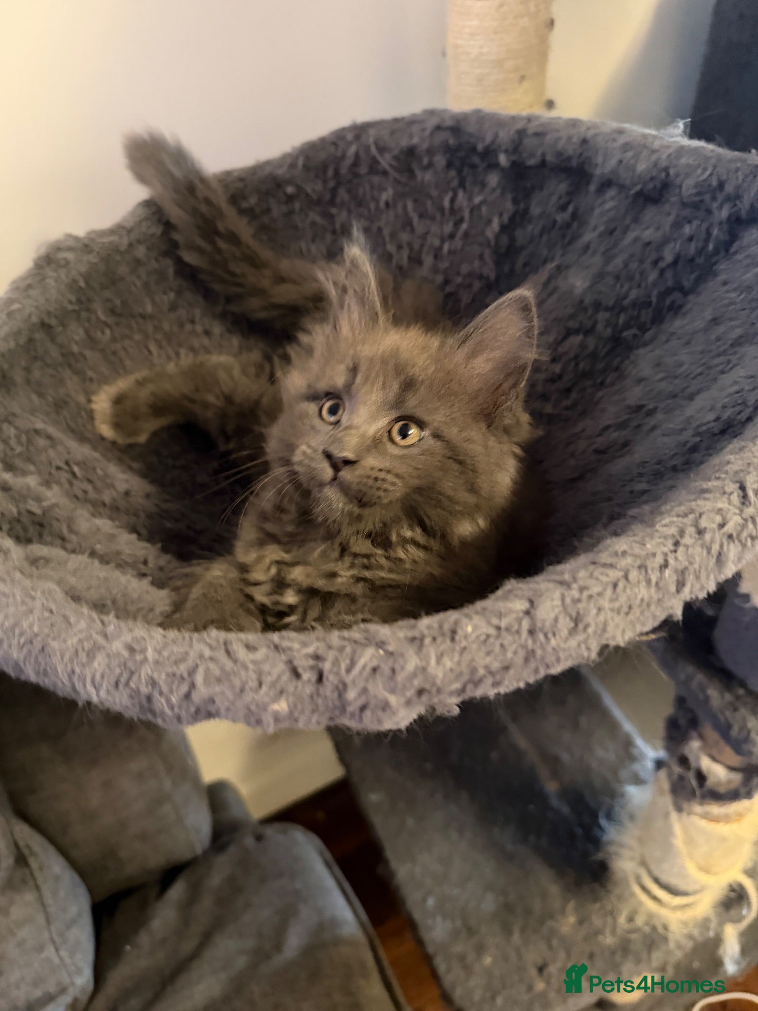 Maine Coon cats Ready to go on 13/8 XL Maine coons  - Advert 2