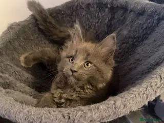Maine Coon cats Ready to go on 13/8 XL Maine coons - Advert 2