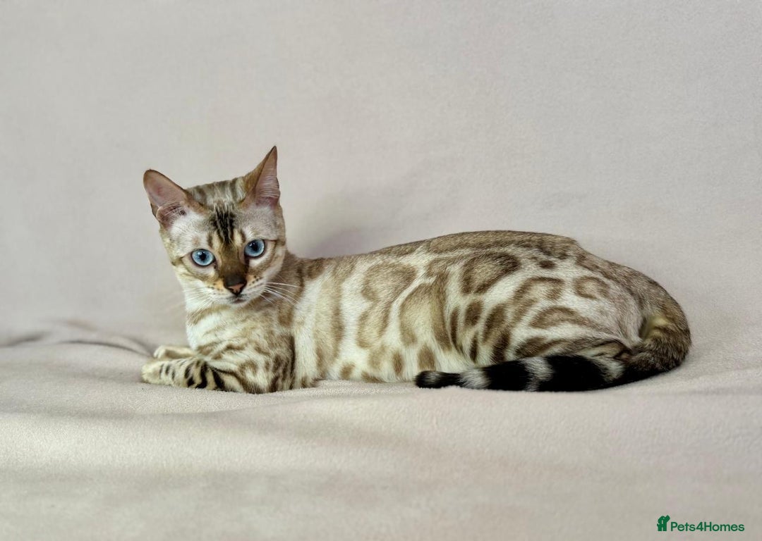 Bengal cats for sale: 🐾PUREBRED Active for breed Bengal girl🐾  - Image 6