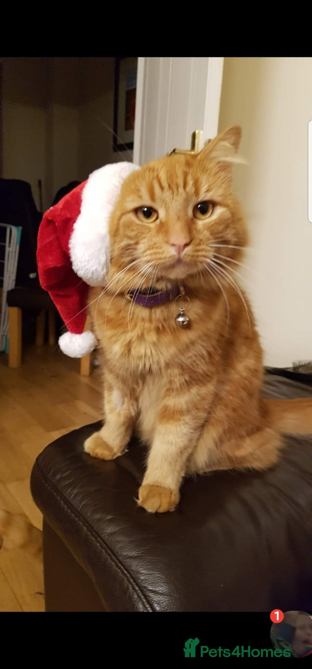 British Longhair cats for sale: Older loving cat looking for quiet home! - Advert 3