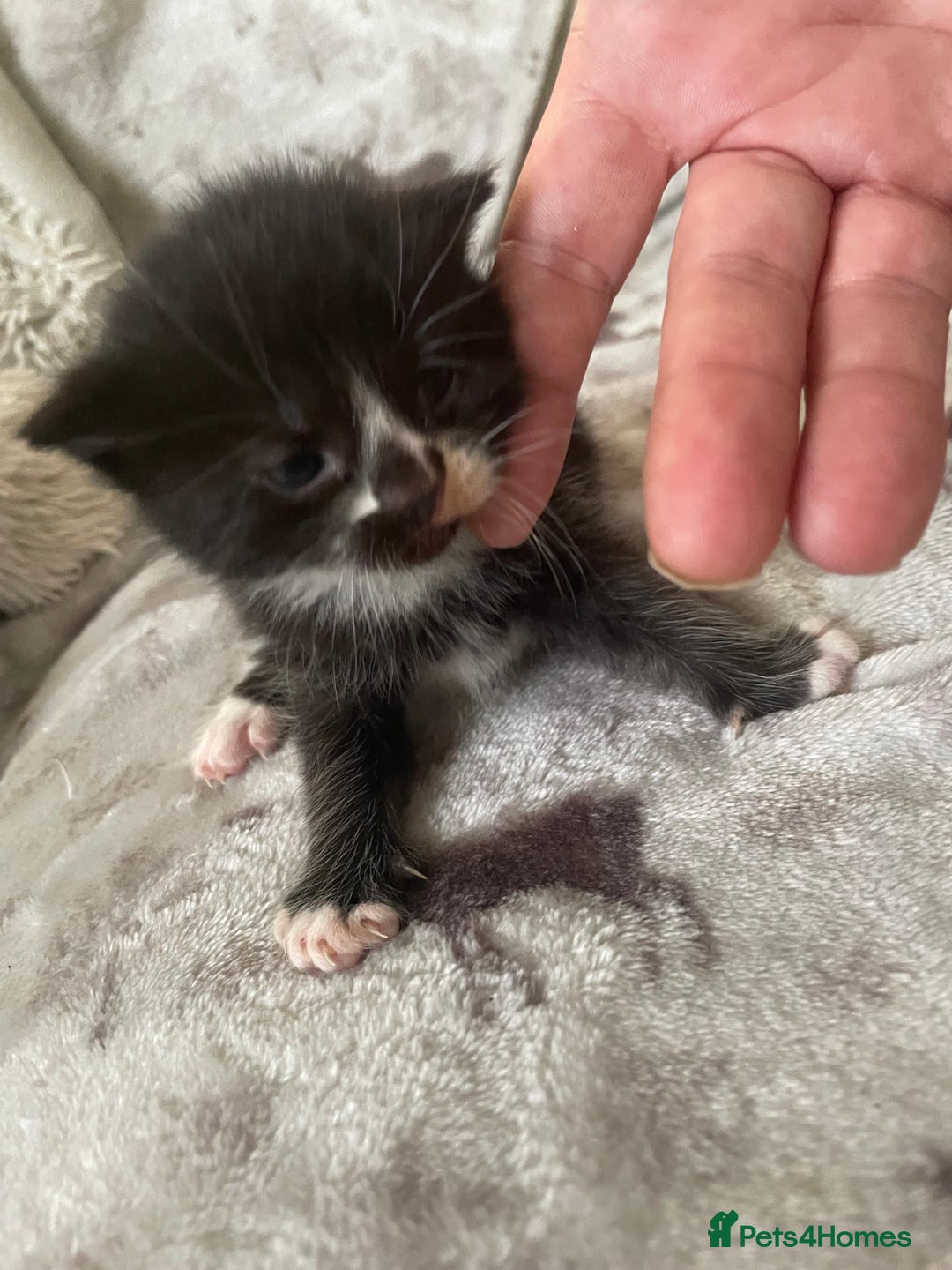 Mixed Breed cats for sale: Beautiful fluffy kittens for sale - Image 4