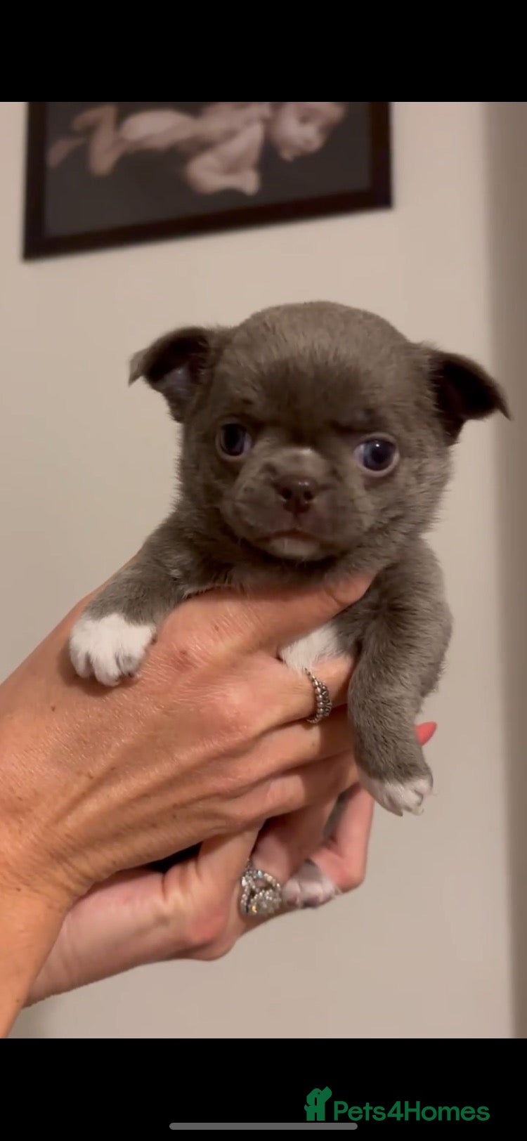 Chihuahua dogs for sale: Xx Outstanding litter of Smoothcoat Chihuahuas xX - Advert 1