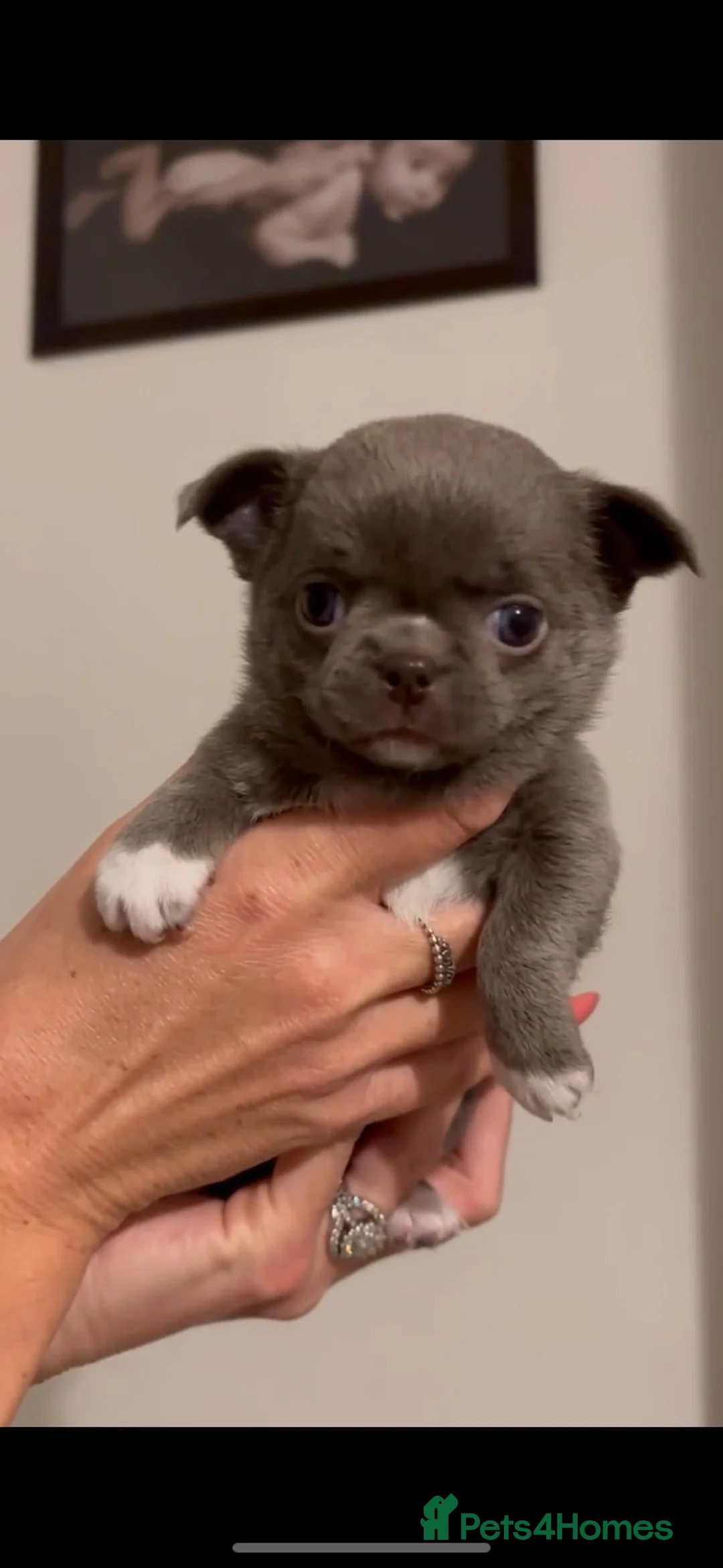 Chihuahua dogs for sale: Xx Outstanding litter of Smoothcoat Chihuahuas xX - Advert 1