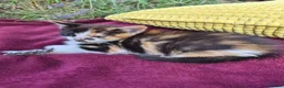 Mixed Breed cats for sale: Adorable Kittens for Sale – 3 Boys, 2 Girls in London - Advert 8