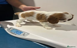 Cavalier King Charles Spaniel dogs for sale: Blenheim cavalier King Charles puppies - Image 23