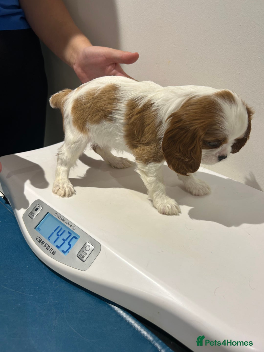 Cavalier King Charles Spaniel dogs for sale: Blenheim cavalier King Charles puppies - Image 23