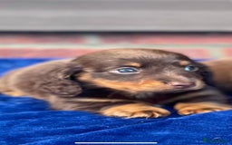 Miniature Dachshund dogs for sale: Long haired miniature Dashshund puppies  - Image 29
