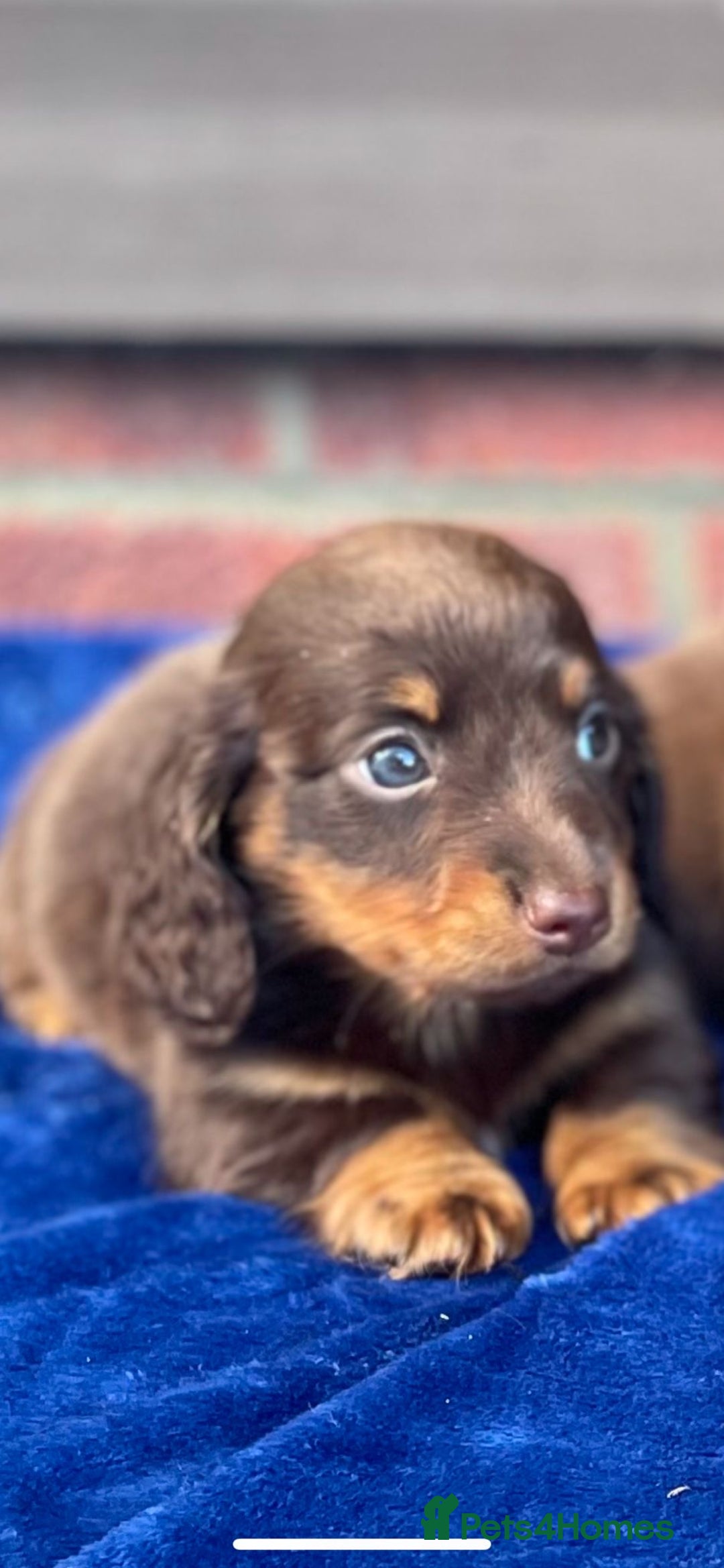 Miniature Dachshund dogs for sale: Long haired miniature Dashshund puppies  - Image 29