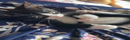 Domestic Shorthair cats for sale: Black and white kitten - Advert 7