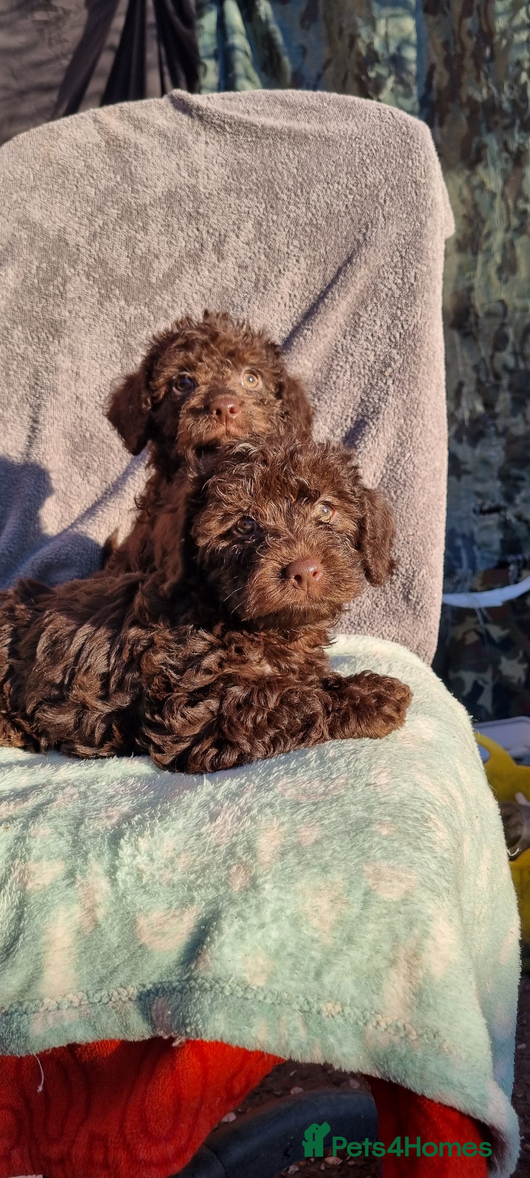 Westiepoo dogs WESTIEPOOS/TOY POODLE X's SUPER SMOOTH SILKY nSOFT - Advert 1