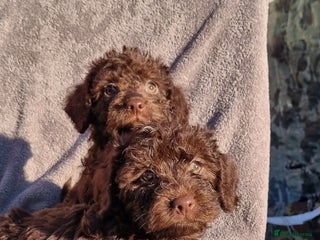 Toy Poodle dogs WESTIEPOOS/TOY POODLE X's SUPER SMOOTH SILKY nSOFT - Advert 18