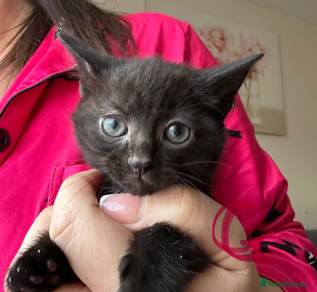 Mixed Breed cats for sale: Kittens ready now  - Advert 4