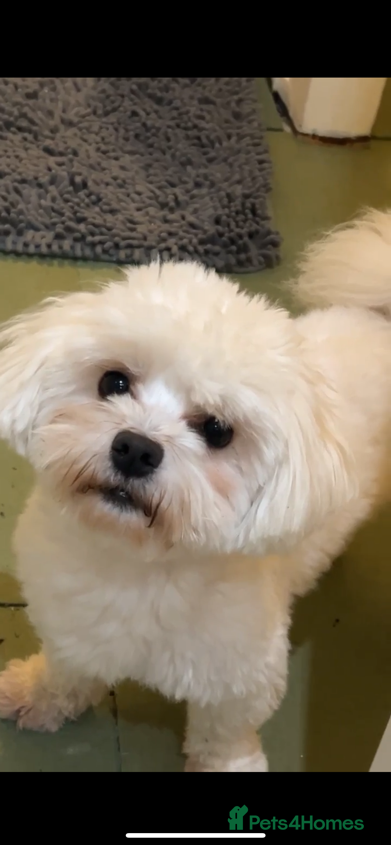 Maltese dogs Beautiful Maltese Stud - Advert 9