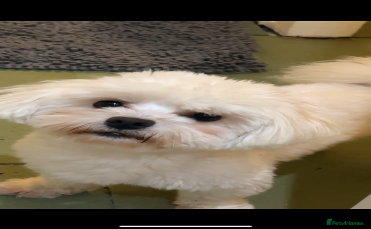 Maltese dogs - Advert 5