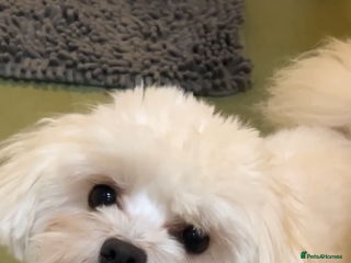 Maltese dogs - Advert 5