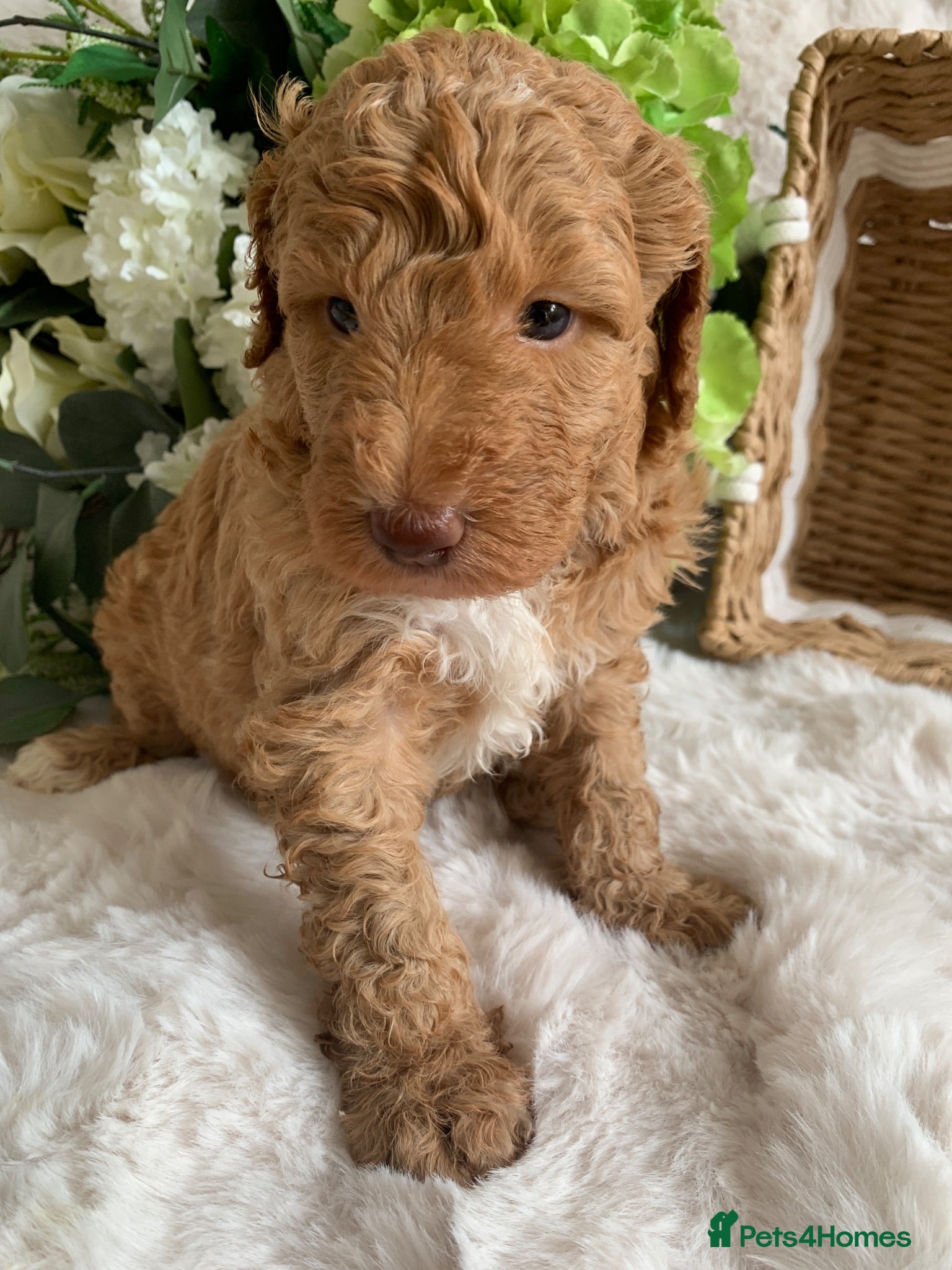 Australian Labradoodle dogs HEALTH TESTED AUSTRALIAN LABRADOODLE PUPPIES  - Advert 2