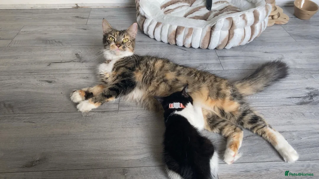 Mixed Breed cats for sale: Female kitten - Advert 5