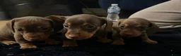 Miniature Dachshund dogs for sale: Stunning true mini kc dachshund puppies  - Advert 3