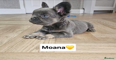French Bulldog dogs - Advert 7
