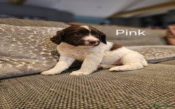 English Springer Spaniel dogs for sale: Springer spaniel pups  - Image 5
