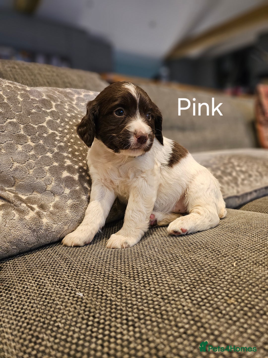 English Springer Spaniel dogs for sale: Springer spaniel pups  - Image 5