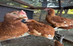 Chickens poultry for sale: Bantam Hybrid Hens - Image 3