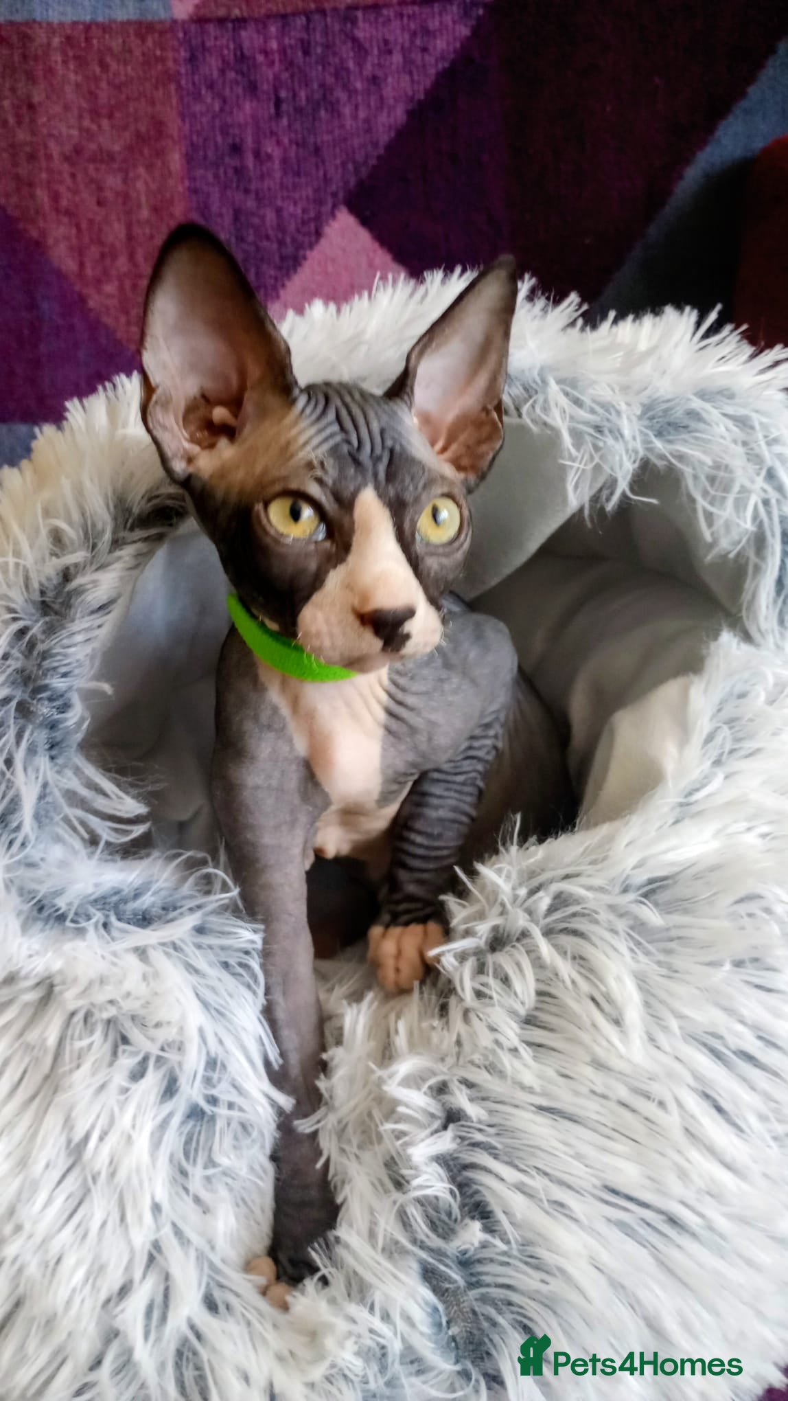 Sphynx cats little Sphynx boy - Advert 7