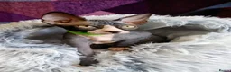 Sphynx cats for sale: little Sphynx boy - Advert 1
