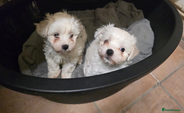 Bichon Frise dogs - Advert 3
