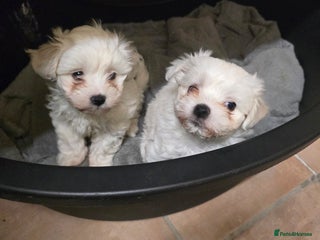 Bichon Frise dogs - Advert 26