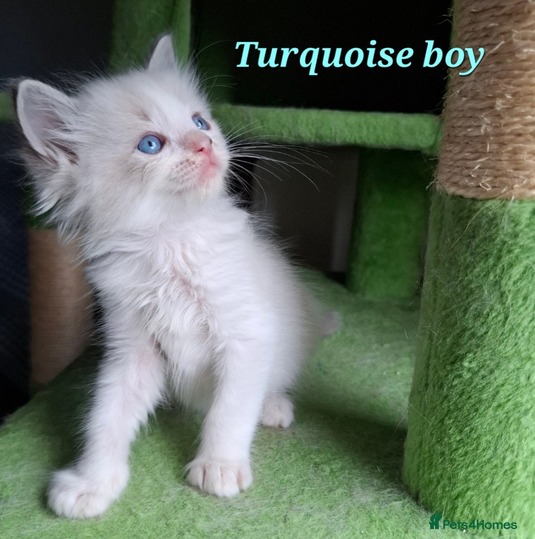Ragdoll cats for sale: GCCF Gorgeous Pure Pedigree Ragdoll Kittens - Image 14