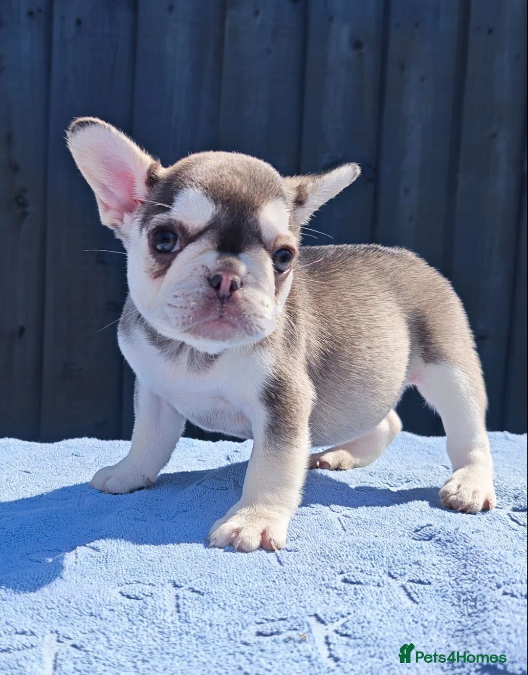 French Bulldog dogs for sale: Ea girl that carries fluffy  - Advert 1