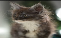 Maine Coon cats for sale: Xl Stunning Maine coon kittens  - Image 28