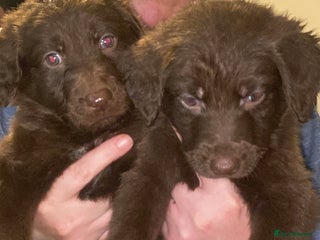 Mixed Breed dogs Beautiful Puppies – Few Left! - Advert 12