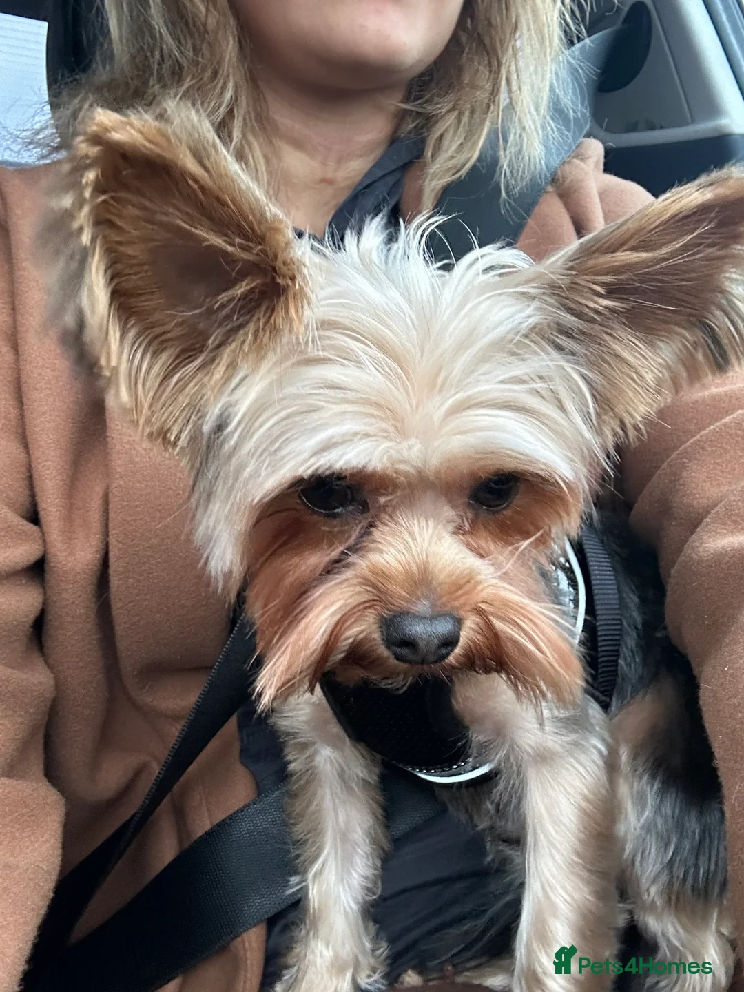 Yorkshire Terrier dogs for sale: Yorkshire terrier  - Advert 4