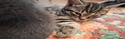 Mixed Breed cats for sale: Gorgeous grey/black tabby & grey girl kittens - Advert 7