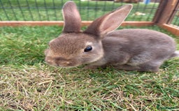 Rex rabbits for sale: Rex rabbits for sale - Image 5