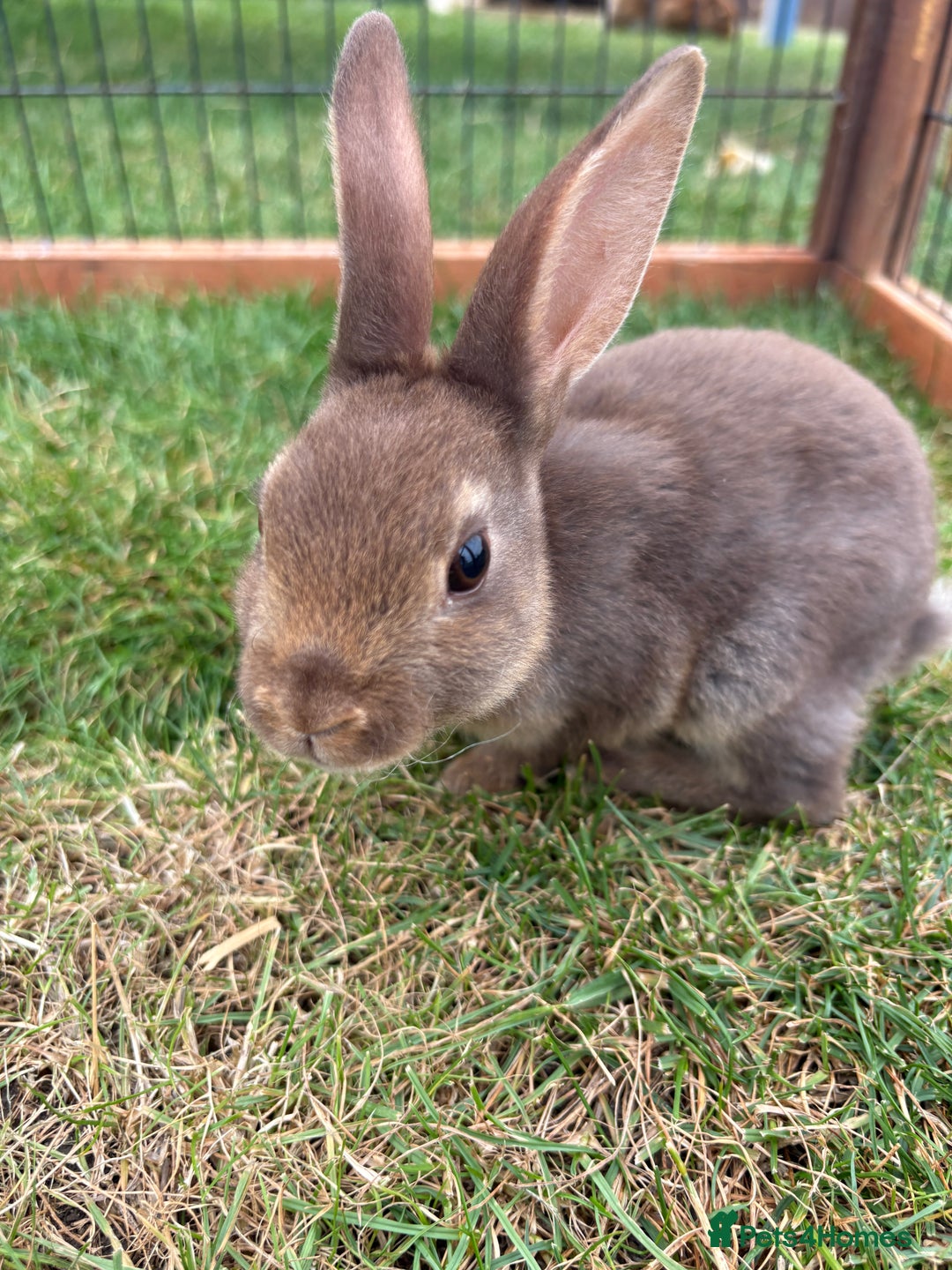 Rex rabbits for sale: Rex rabbits for sale - Image 5
