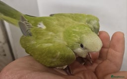 Parrots birds for sale: LOOK! BIRDS/PARAKEETS/PARROTS AVAILABLE  - Image 5