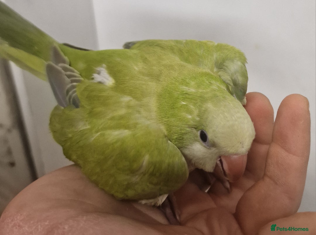 Parrots birds for sale: LOOK! BIRDS/PARAKEETS/PARROTS AVAILABLE  - Image 5