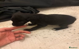 Patterdale Terrier dogs for sale: patterdale terrier pups ready to go - Image 4