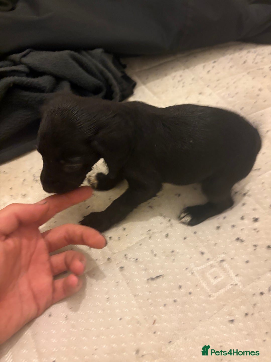 Patterdale Terrier dogs for sale: patterdale terrier pups ready to go - Image 4