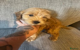 Cockapoo dogs for sale: 3 gorgeous cockapoo puppies  - Image 6