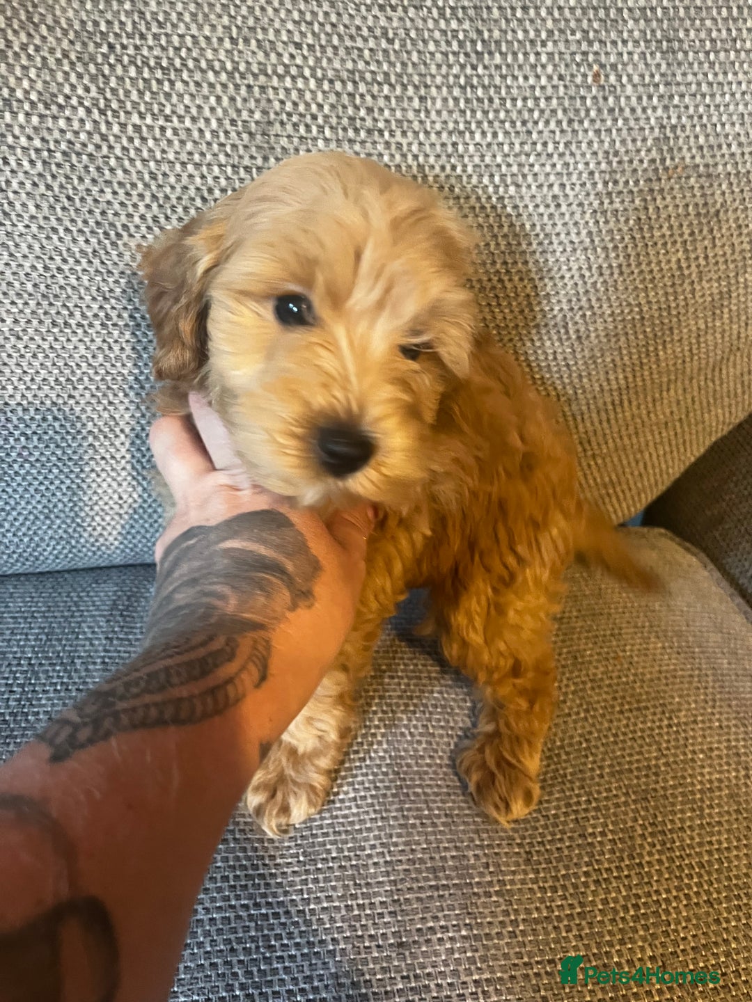 Cockapoo dogs for sale: 3 gorgeous cockapoo puppies  - Image 6