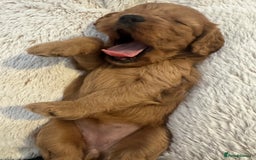 Cavapoo dogs for sale: Extensively health tested F1 Cavapoos  - Image 15