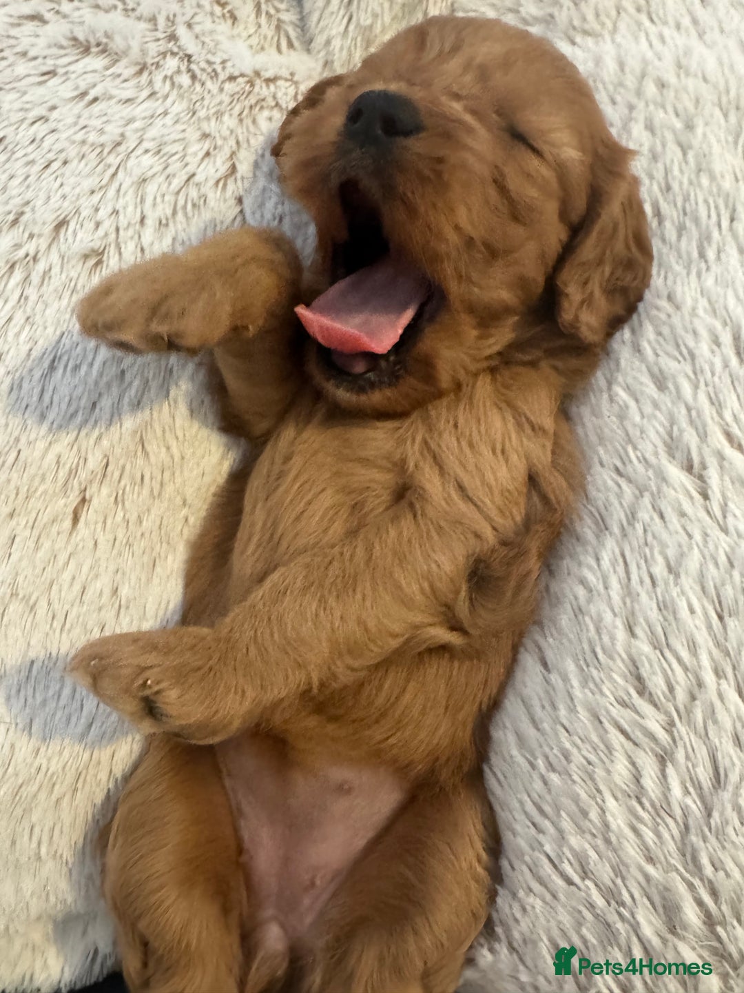 Cavapoo dogs for sale: Extensively health tested F1 Cavapoos  - Image 15